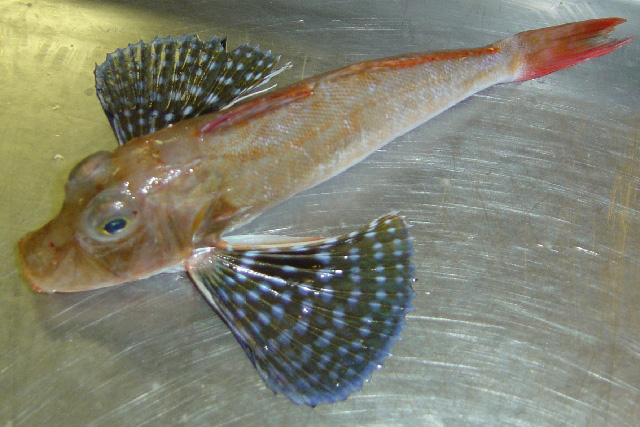 Prionotus longispinosus