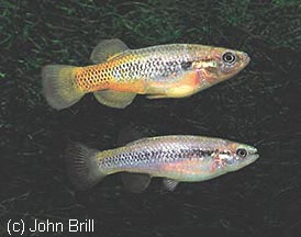 Profundulus punctatus