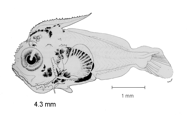 Pristigenys serrula