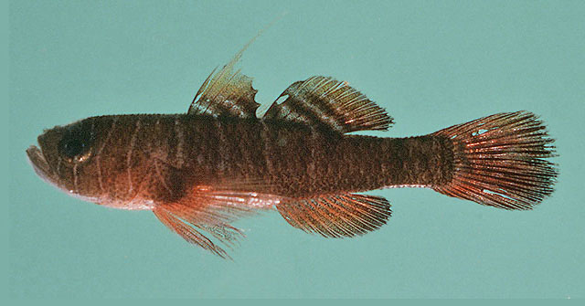 Priolepis sticta