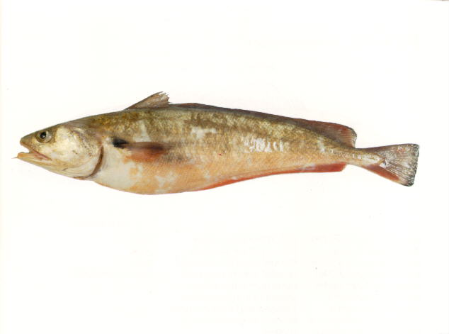 Pseudophycis bachus