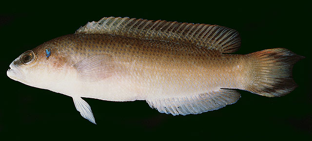 Pseudochromis caudalis