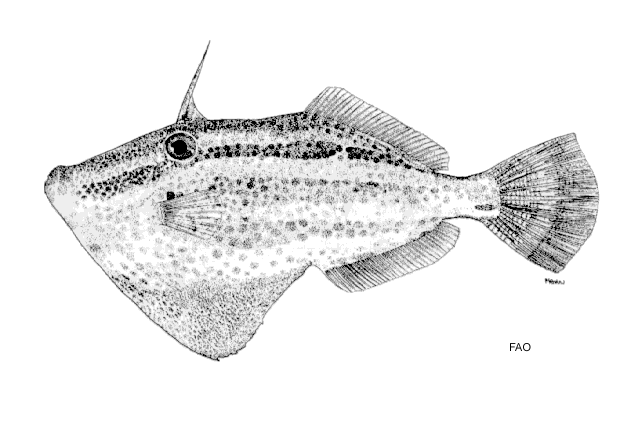 Pseudomonacanthus elongatus