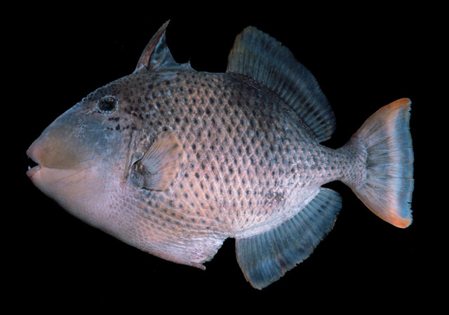 Pseudobalistes flavimarginatus