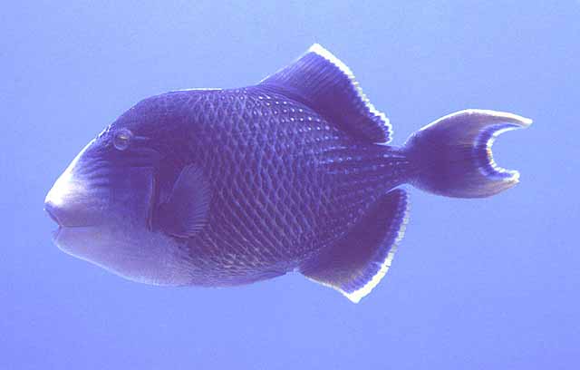 Pseudobalistes flavimarginatus