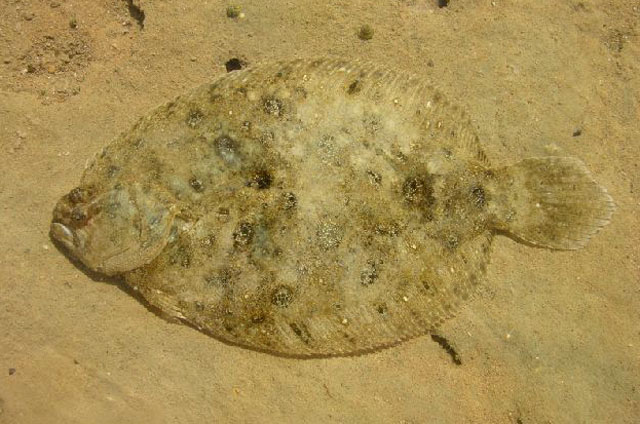 Pseudorhombus jenynsii