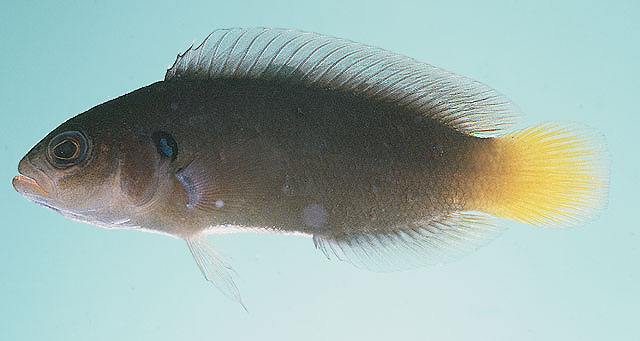 Pseudochromis linda