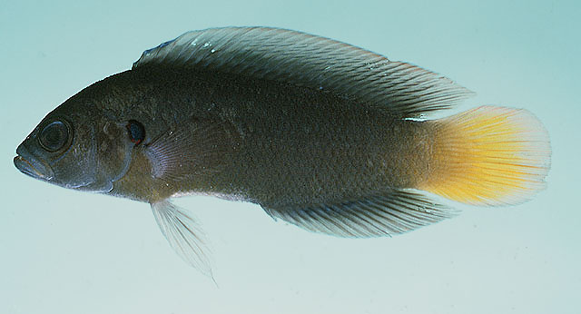 Pseudochromis linda