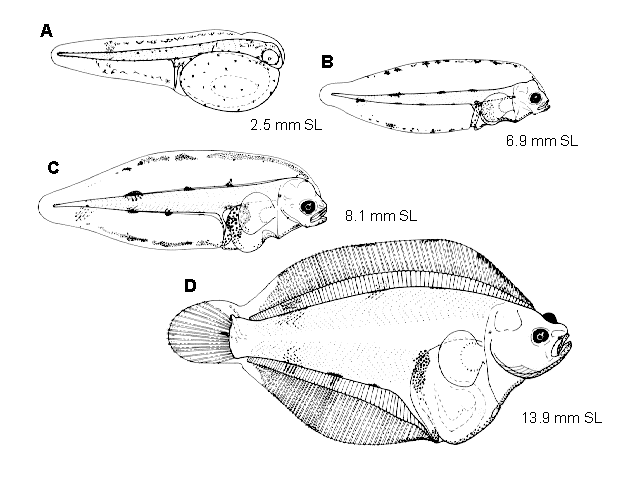 Psettichthys melanostictus