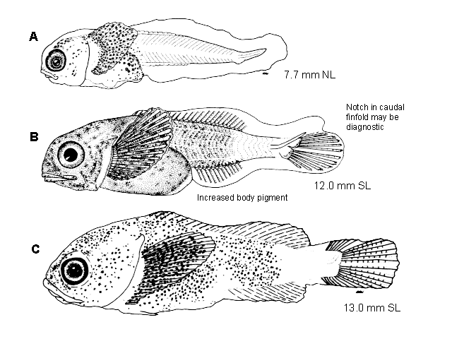 Psychrolutes paradoxus