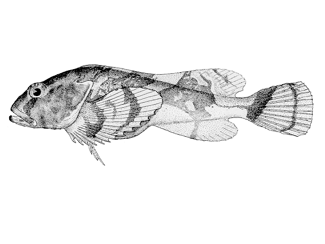 Psychrolutes paradoxus