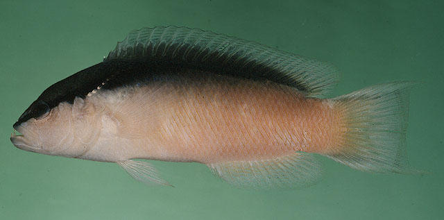 Pseudochromis perspicillatus