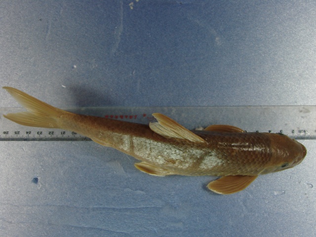 Pseudogyrinocheilus prochilus