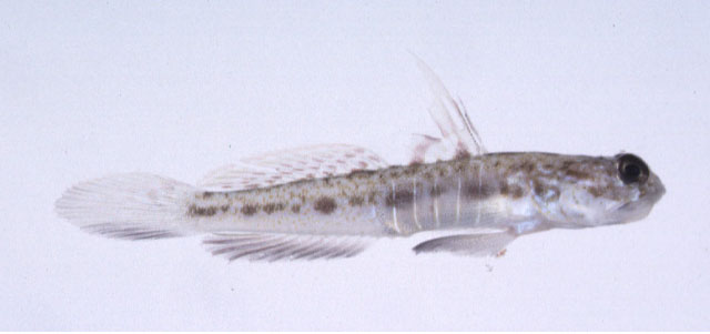 Psilogobius prolatus