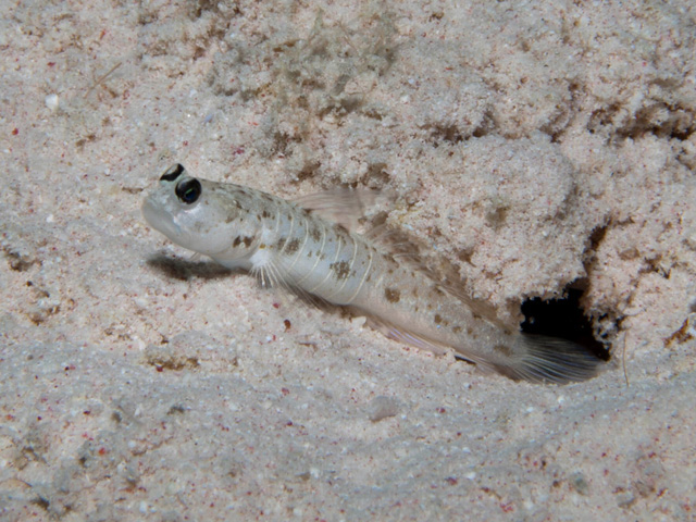 Psilogobius prolatus