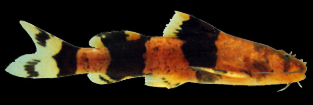 Pseudopimelodus pulcher