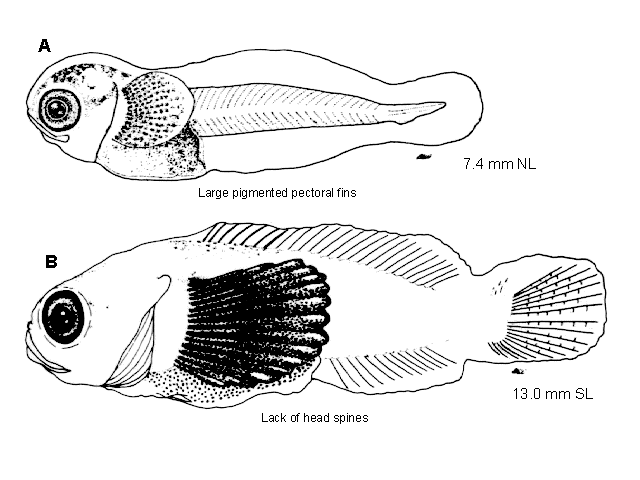 Psychrolutes sigalutes