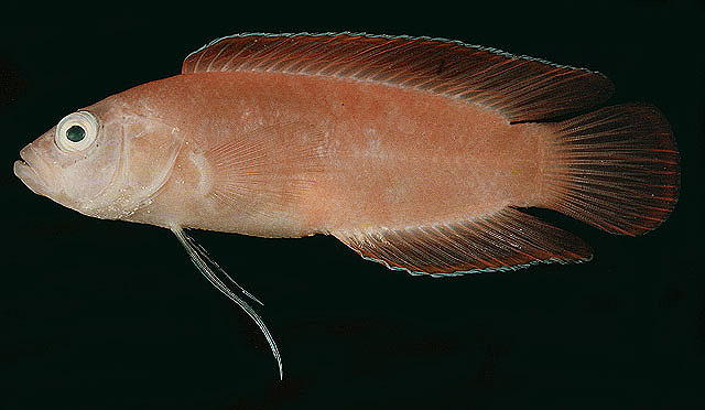 Pseudoplesiops typus