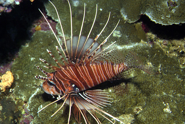 Pterois antennata