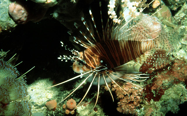 Pterois antennata