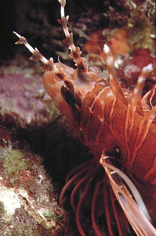 Pterois antennata