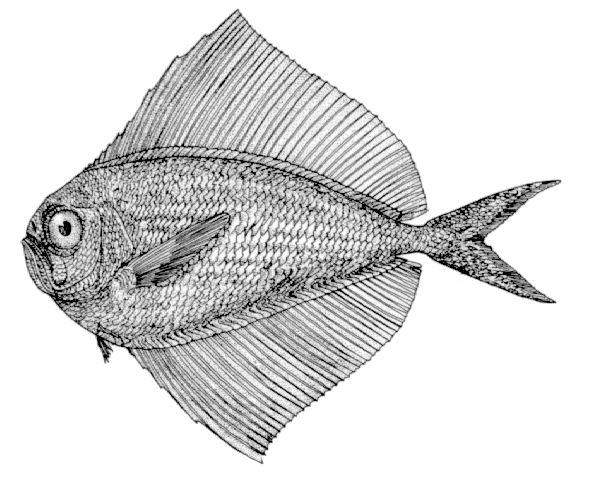 Pterycombus brama