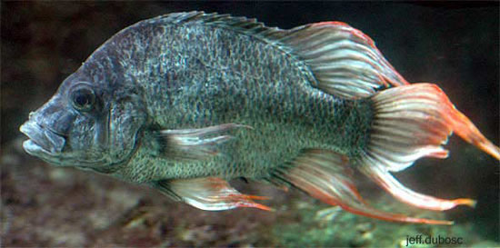 Ptychochromis insolitus