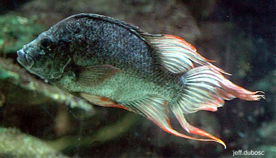 Ptychochromis insolitus