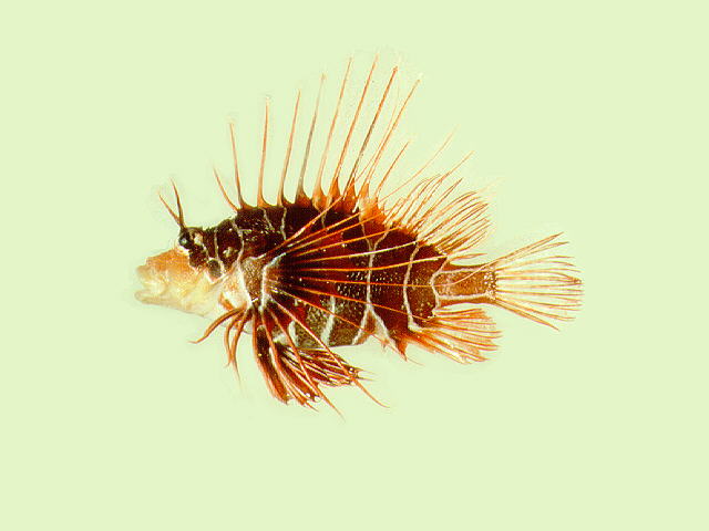 Pterois radiata