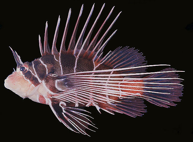 Pterois radiata