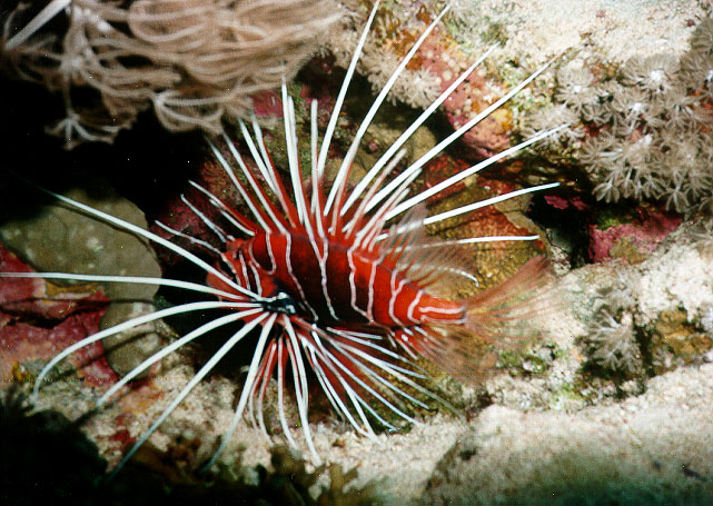 Pterois radiata