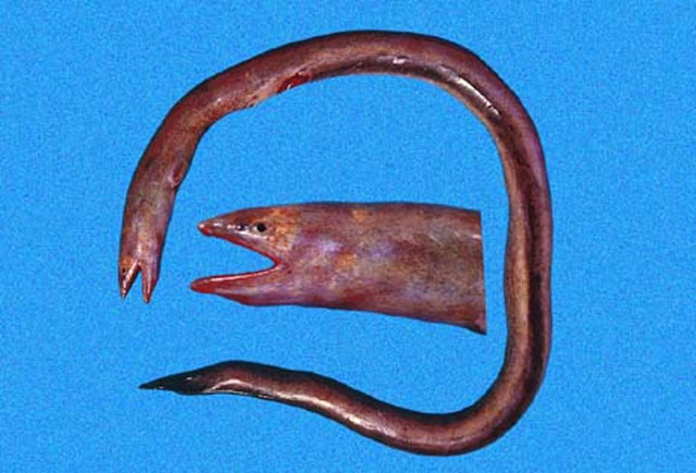 Pythonichthys asodes