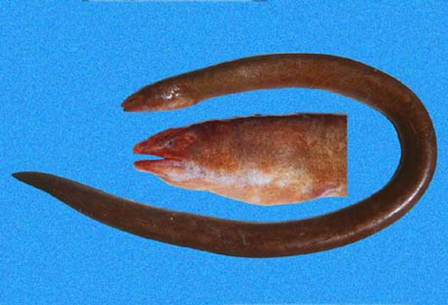 Pythonichthys asodes