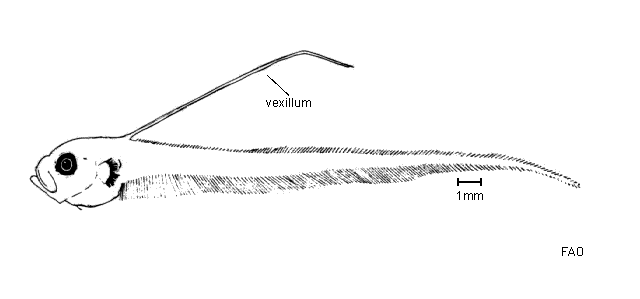 Pyramodon ventralis