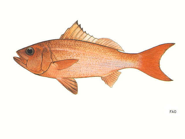 Randallichthys filamentosus