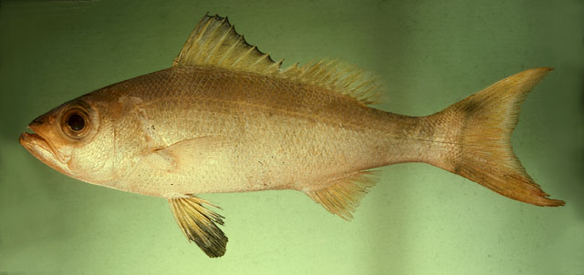 Randallichthys filamentosus