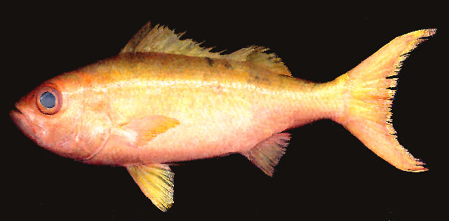 Randallichthys filamentosus