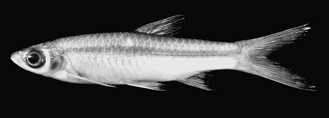 Rasbora dusonensis