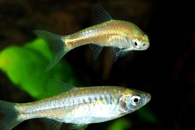 Rasbora reticulata