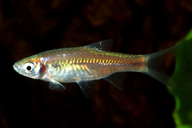 Rasbora reticulata