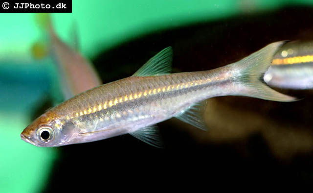 Rasbora tornieri