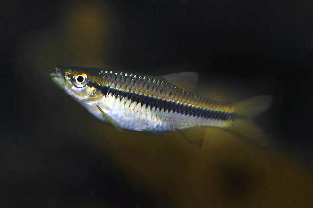 Rasbora wilpita