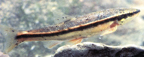 Rhinichthys atratulus