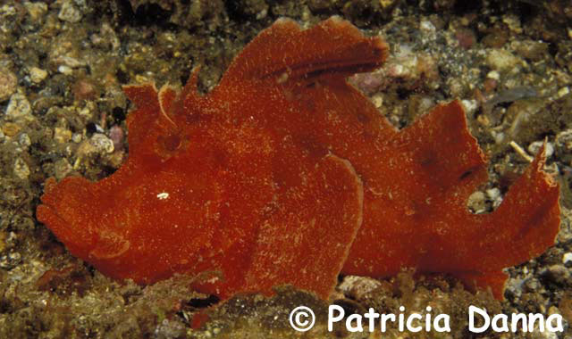 Rhinopias eschmeyeri