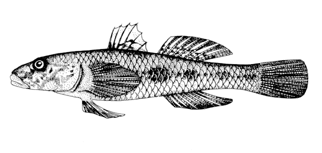 Rhinogobius giurinus