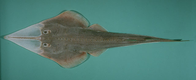 Glaucostegus granulatus