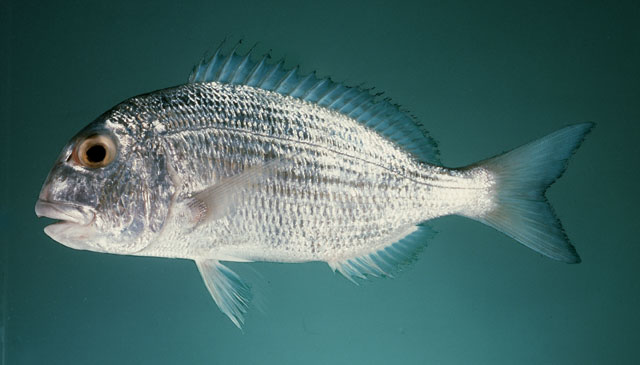 Rhabdosargus haffara