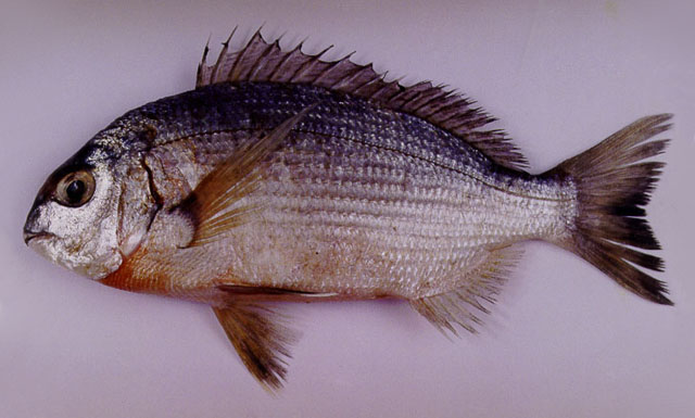 Rhabdosargus haffara