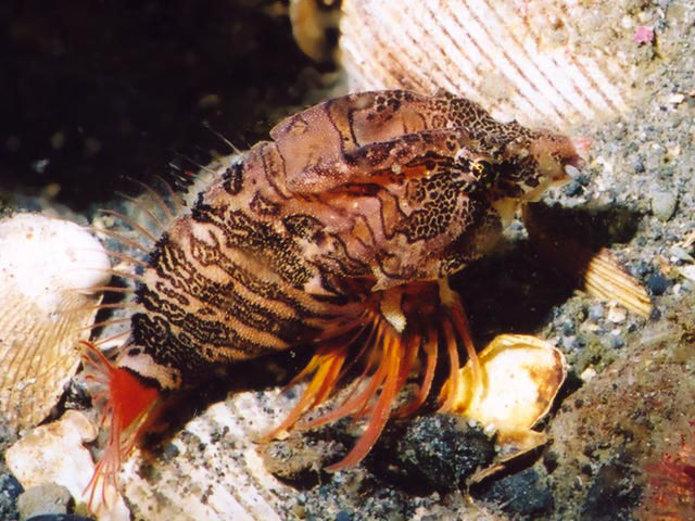 Rhamphocottus richardsonii