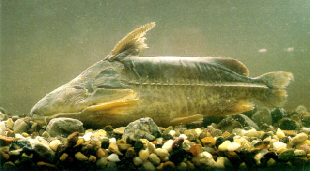 Rhinodoras thomersoni